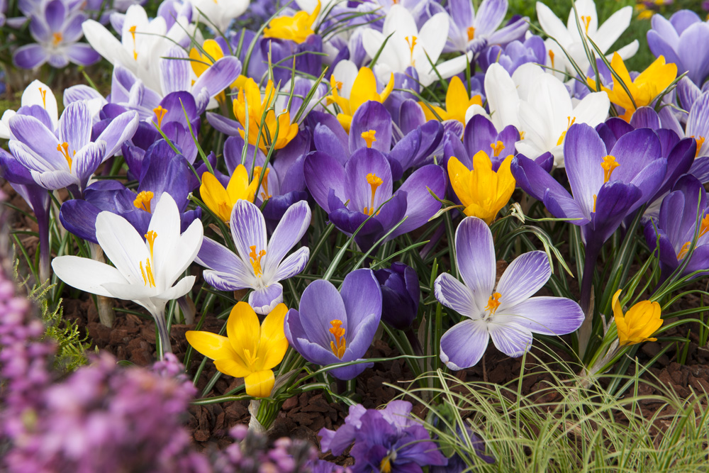 Nahaufnahme von bunt blühenden Krokussen in einem Beet: violette, weiße und gelbe Blüten mit orangen Staubgefäßen und grünen schmalen Blättern, Frühlingsblumen in voller Blüte