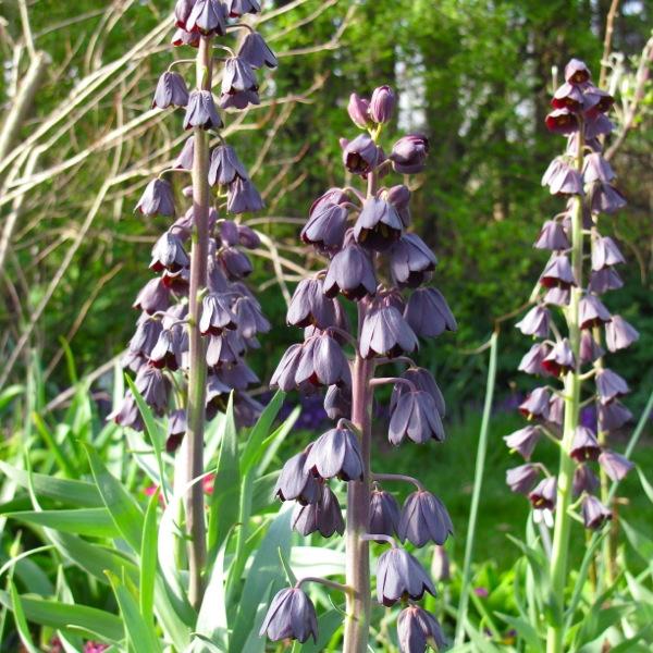 Mehrere Fritillaria persica mit dunkelvioletten, hängenden Glockenblüten an hohen Stängeln in einem sonnigen Garten, Nahaufnahme