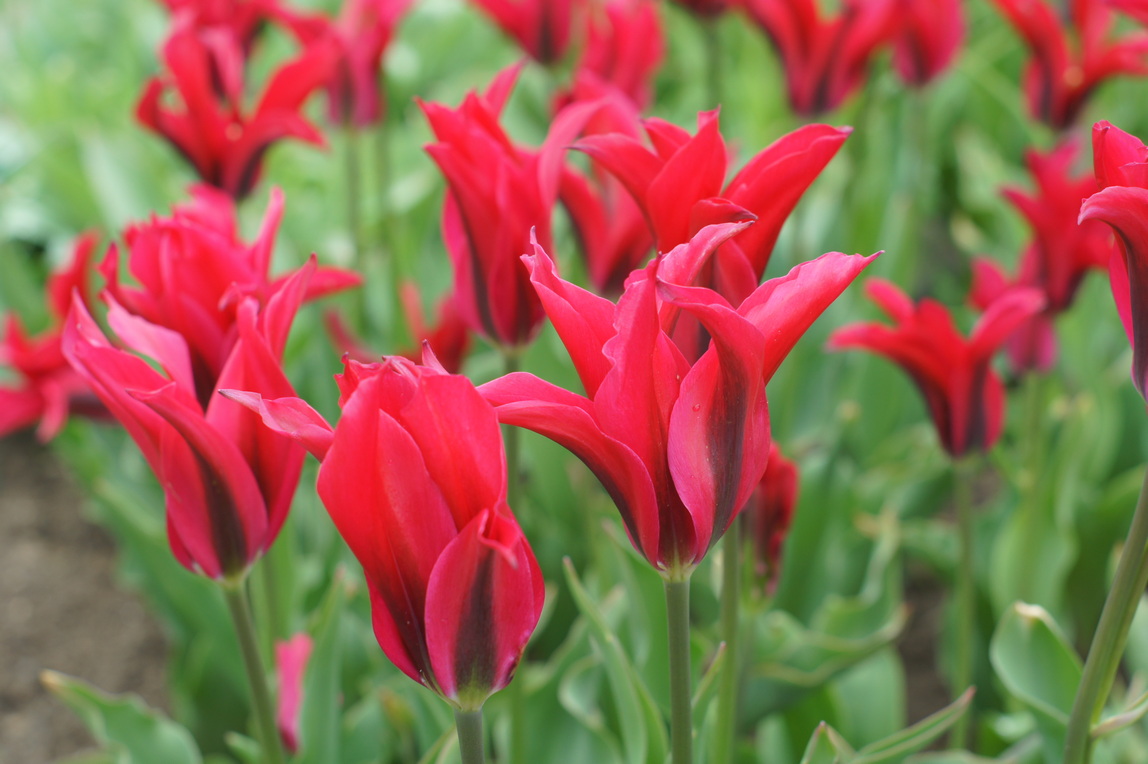 Viridiflora-Tulpen Virichic mit pinkroten, elegant geformten Blüten und grüner, flammenartiger Zeichnung – außergewöhnlicher Frühlingsblüher für Garten, Balkonkästen und Töpfe