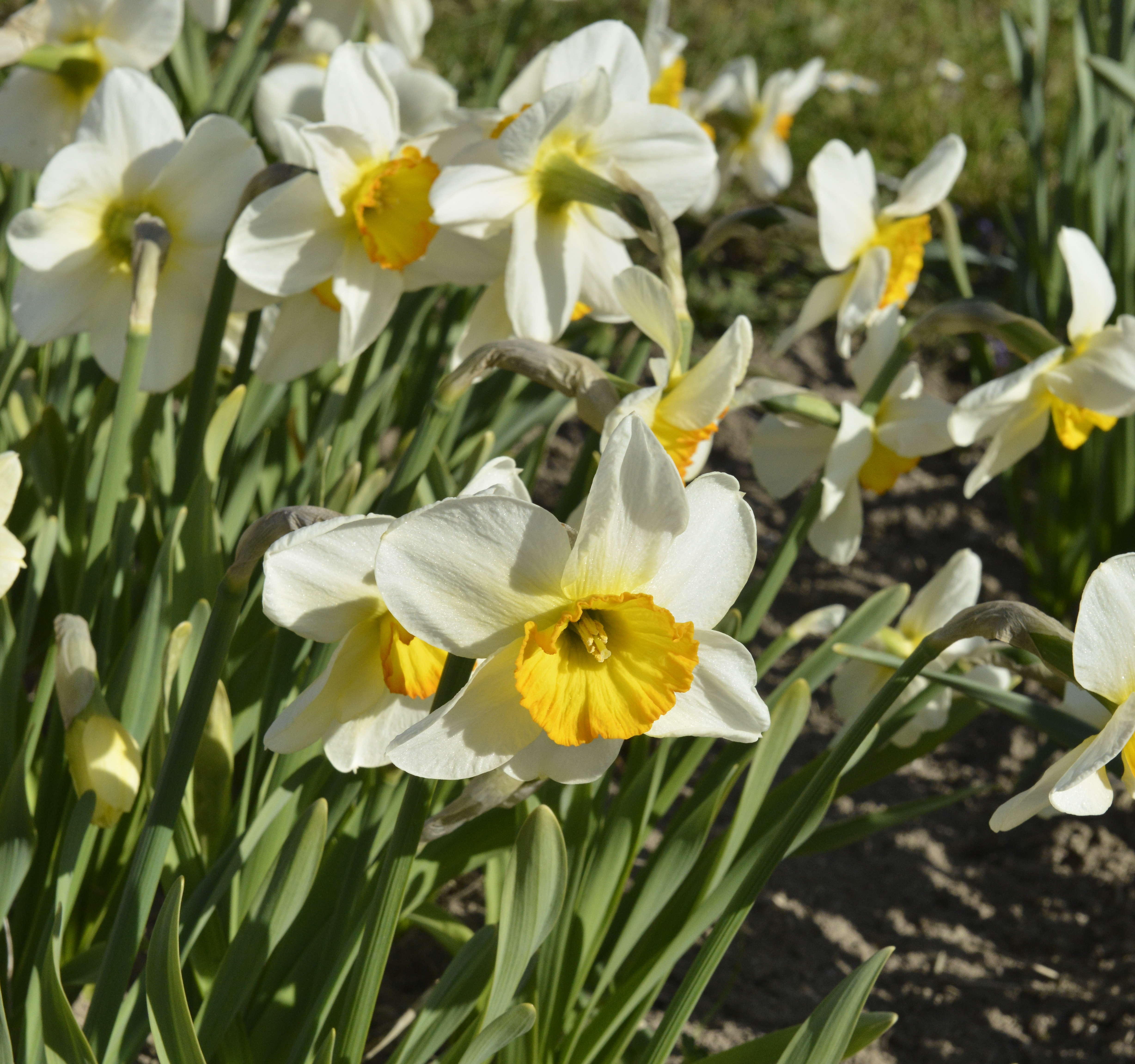 Großkronige Narzissen Flower Record