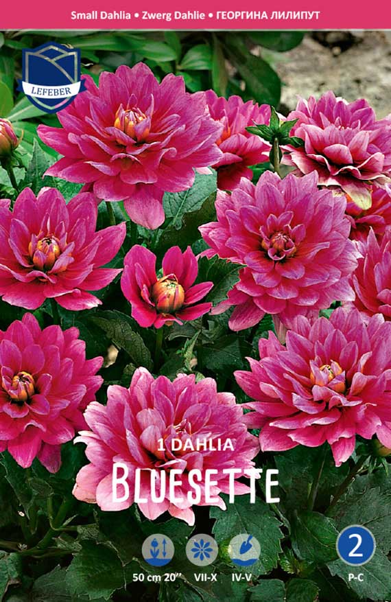 2784 Nahaufnahme von mehreren gefüllten, leuchtend pinken Zwergdahlien der Sorte 'Bluesette' mit grünen Blättern, geeignet als Beet- oder Topfpflanze