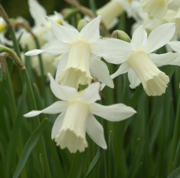 Nahaufnahme mehrerer weißer Narzissen (Narcissus) mit trompetenförmigen Blüten und grünem Laub im Hintergrund