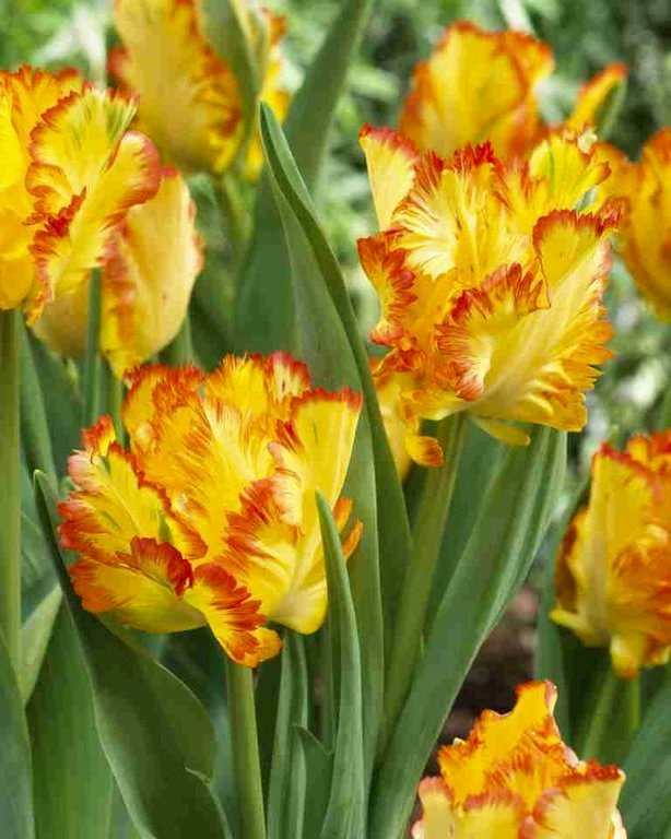 Nahaufnahme gelber Papageien-Tulpen mit rot umrandeten, gezackten Blütenblättern und grünem Laub