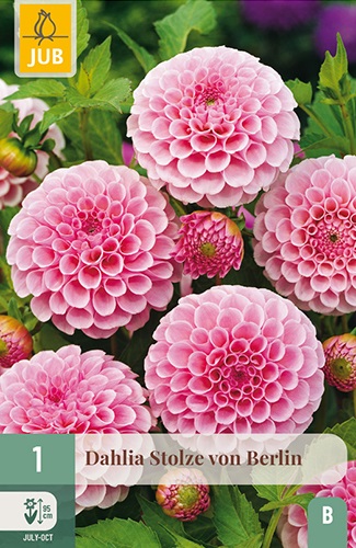 Pompon-Dahlie Stolze von Berlin