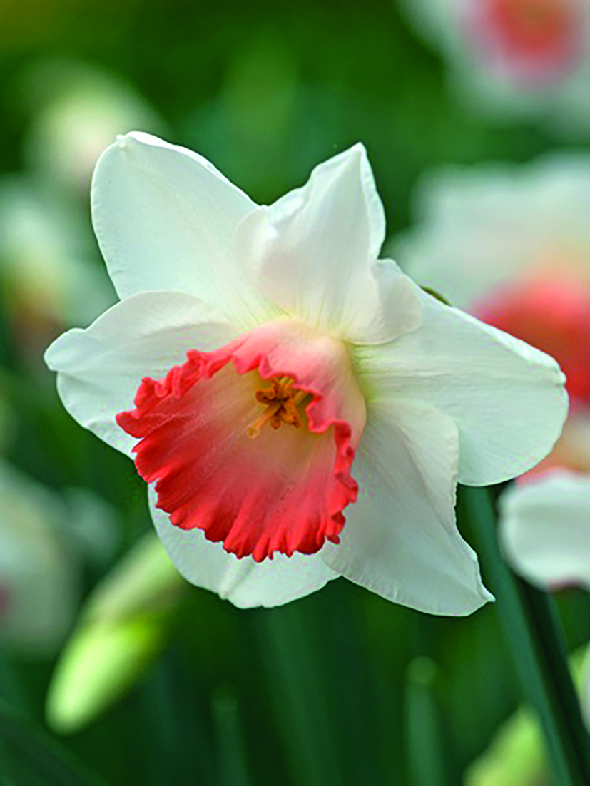 Großkronige Narzissen Smiling Maestro