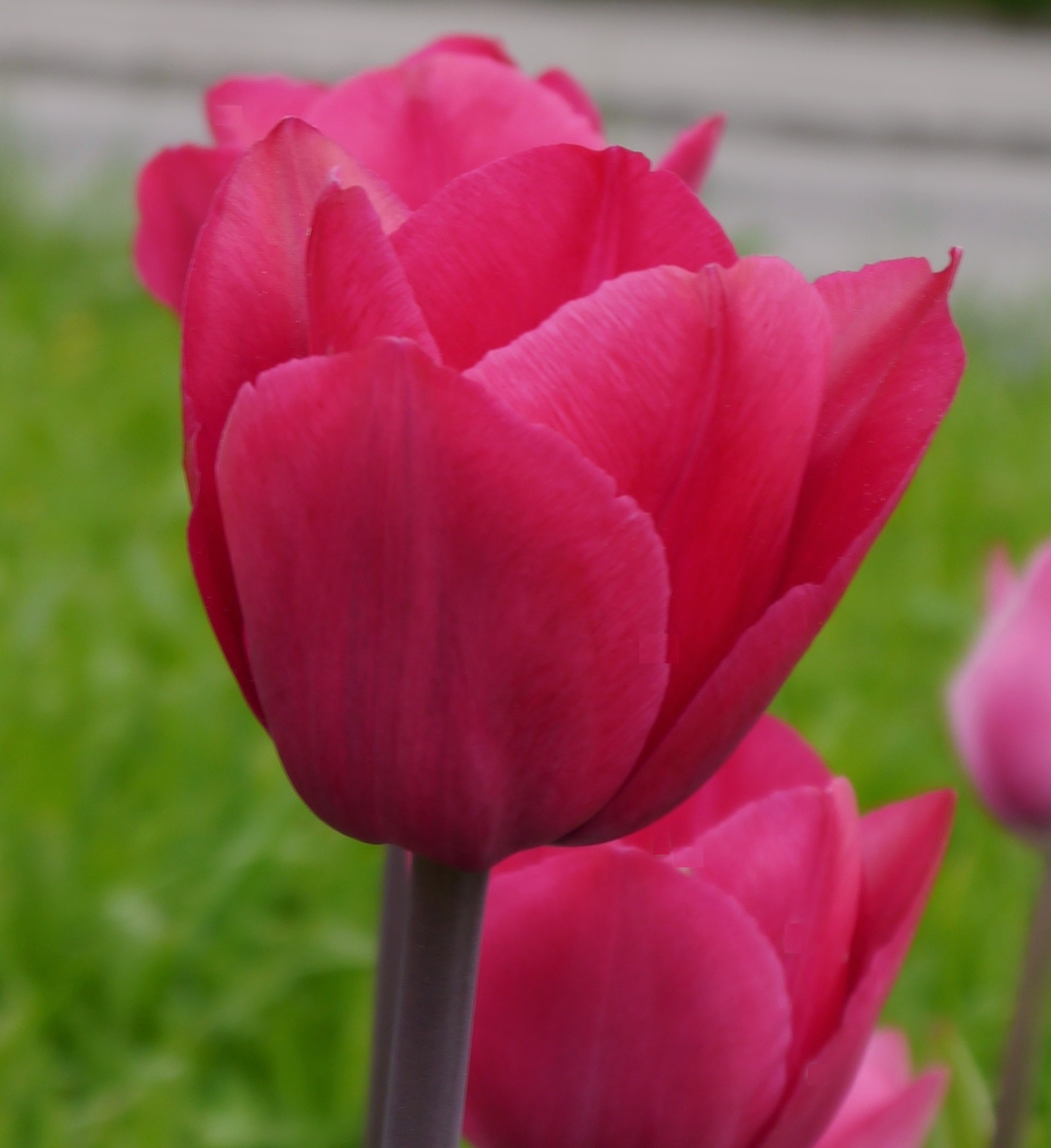 Nahaufnahme einer rot-pinken Tulpe mit klar sichtbaren Blütenblättern, unscharfem grünem Hintergrund und weiteren Tulpen im Hintergrund