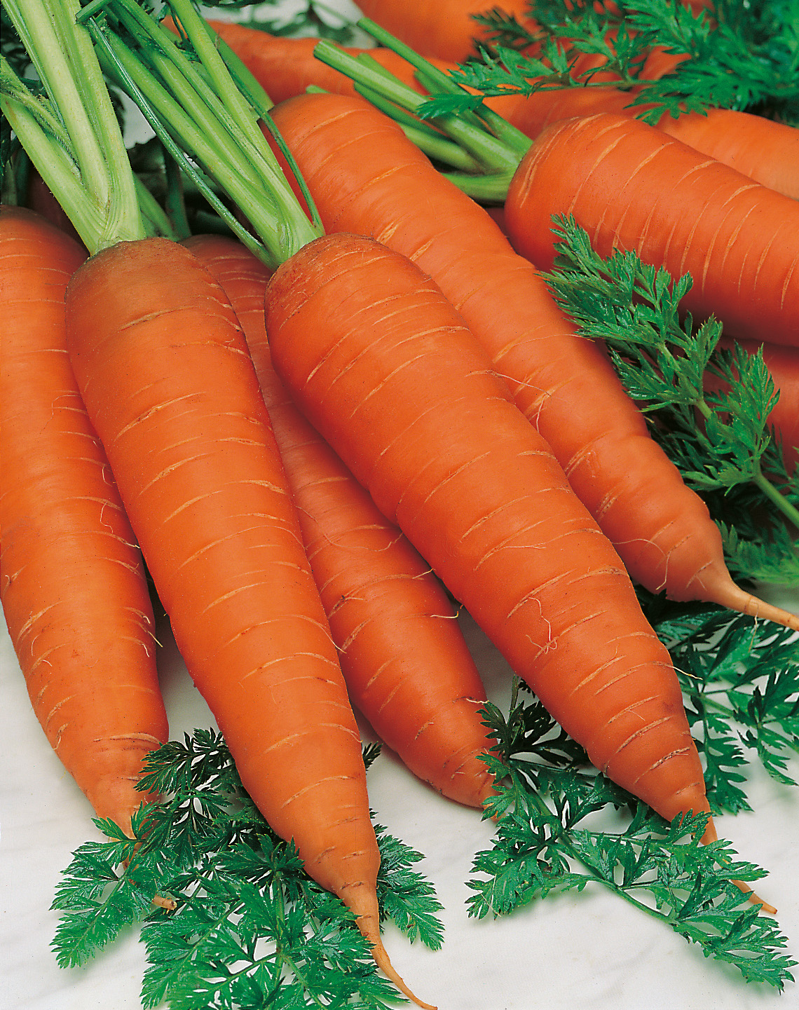 Mehrere frisch geerntete, glatte orange Karotten mit Karottengrün, dicht nebeneinander auf hellem Untergrund