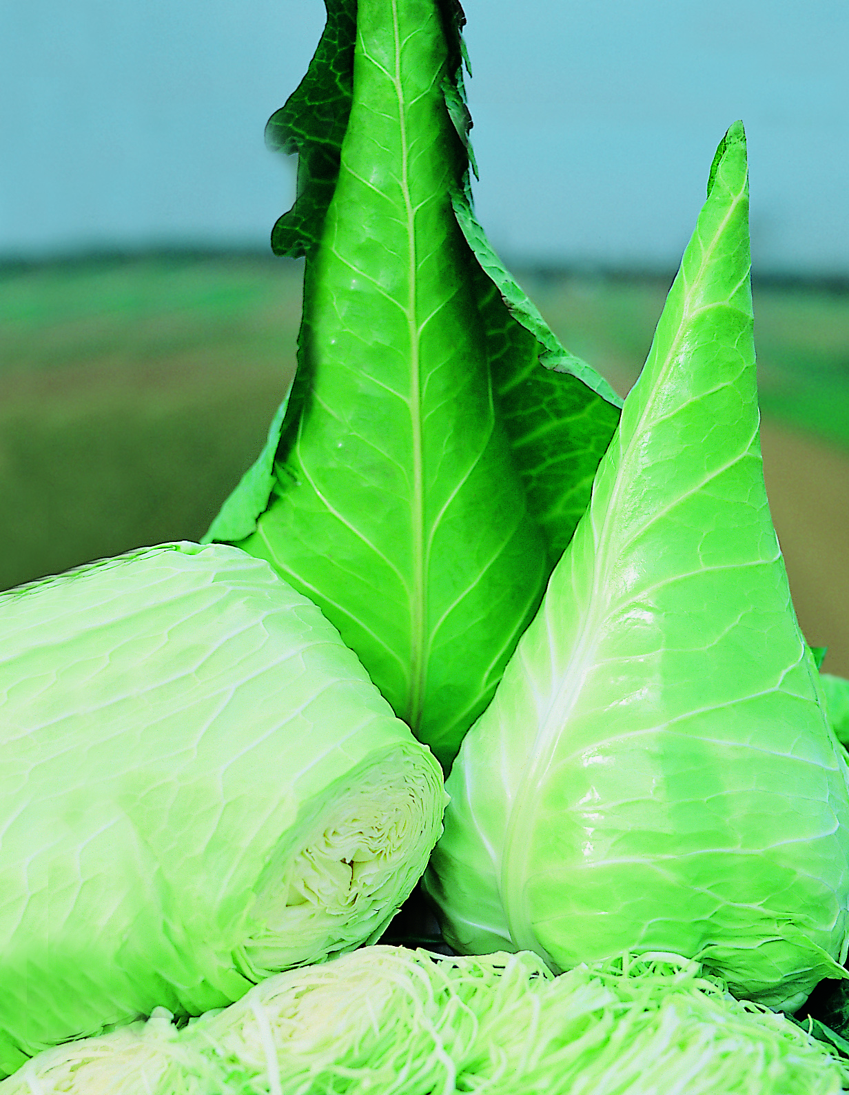 Frischer Spitzkohl: zwei konische Köpfe, ein halbierter Kopf und fein geschnittener Kohl vor unscharfem Feldhintergrund