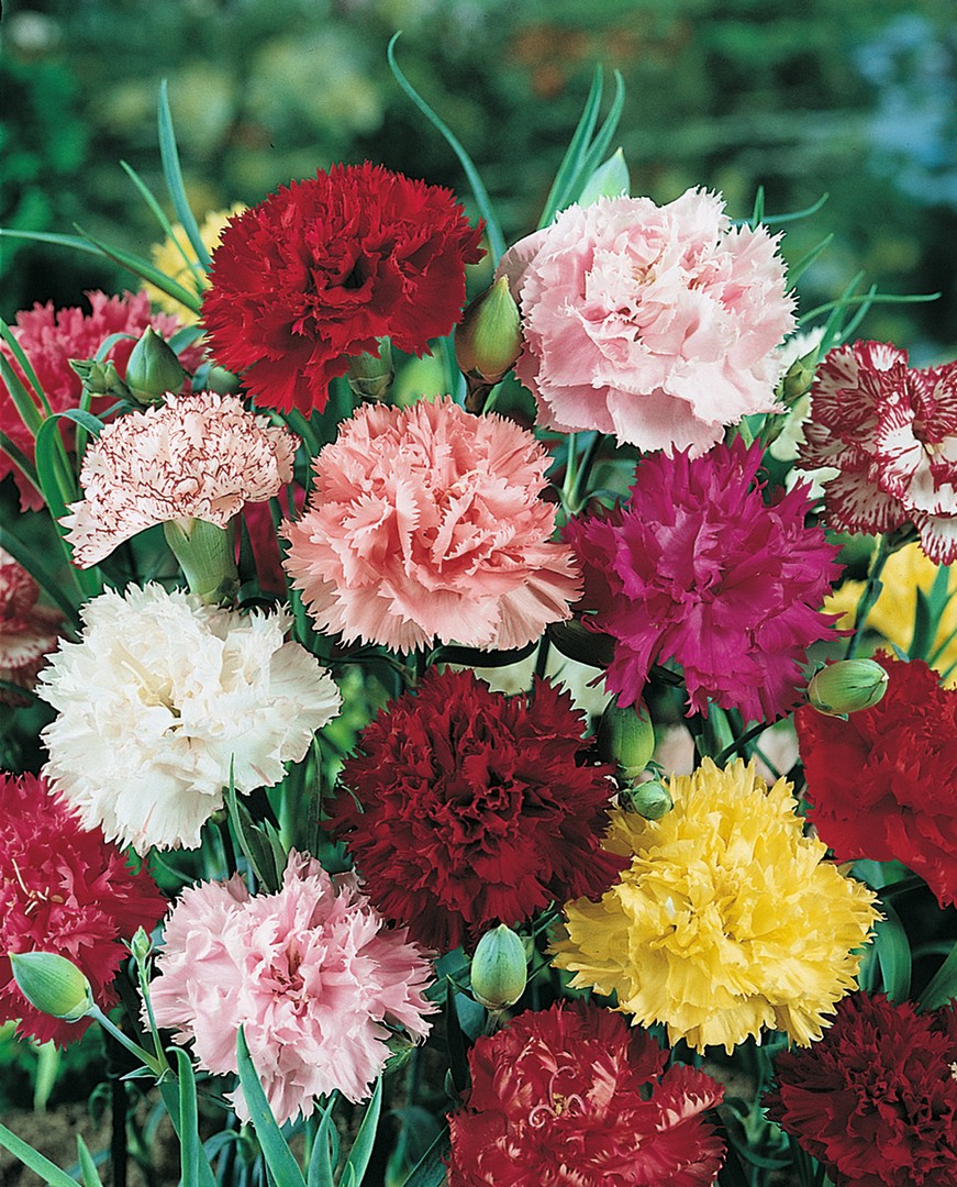 Landnelken Floristan Mischung