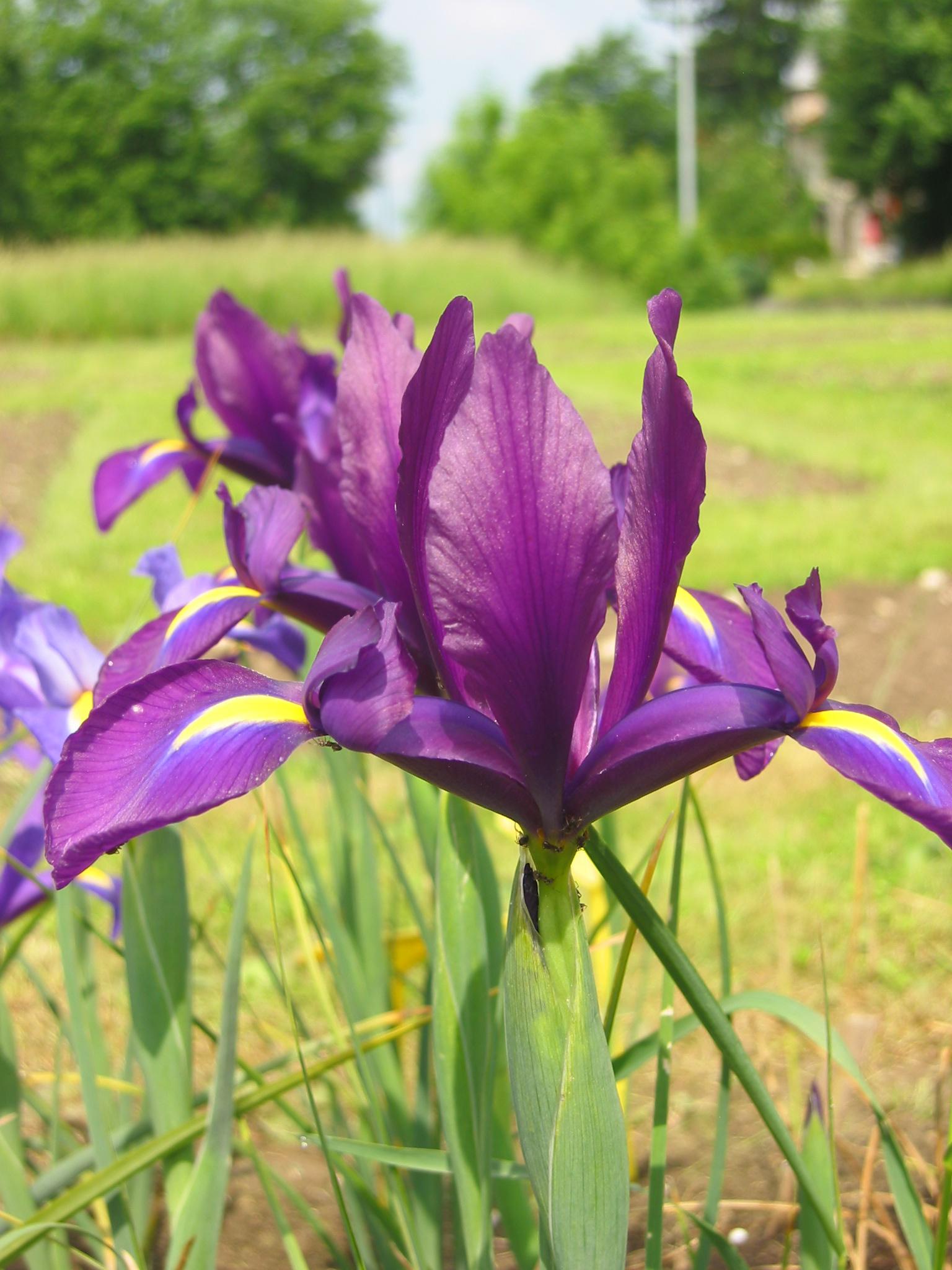 Nahaufnahme einer lila Schwertlilie (Iris) mit gelben Streifen an den Blütenblättern, grünen Blättern im Vordergrund und unscharfem Gartenhintergrund.