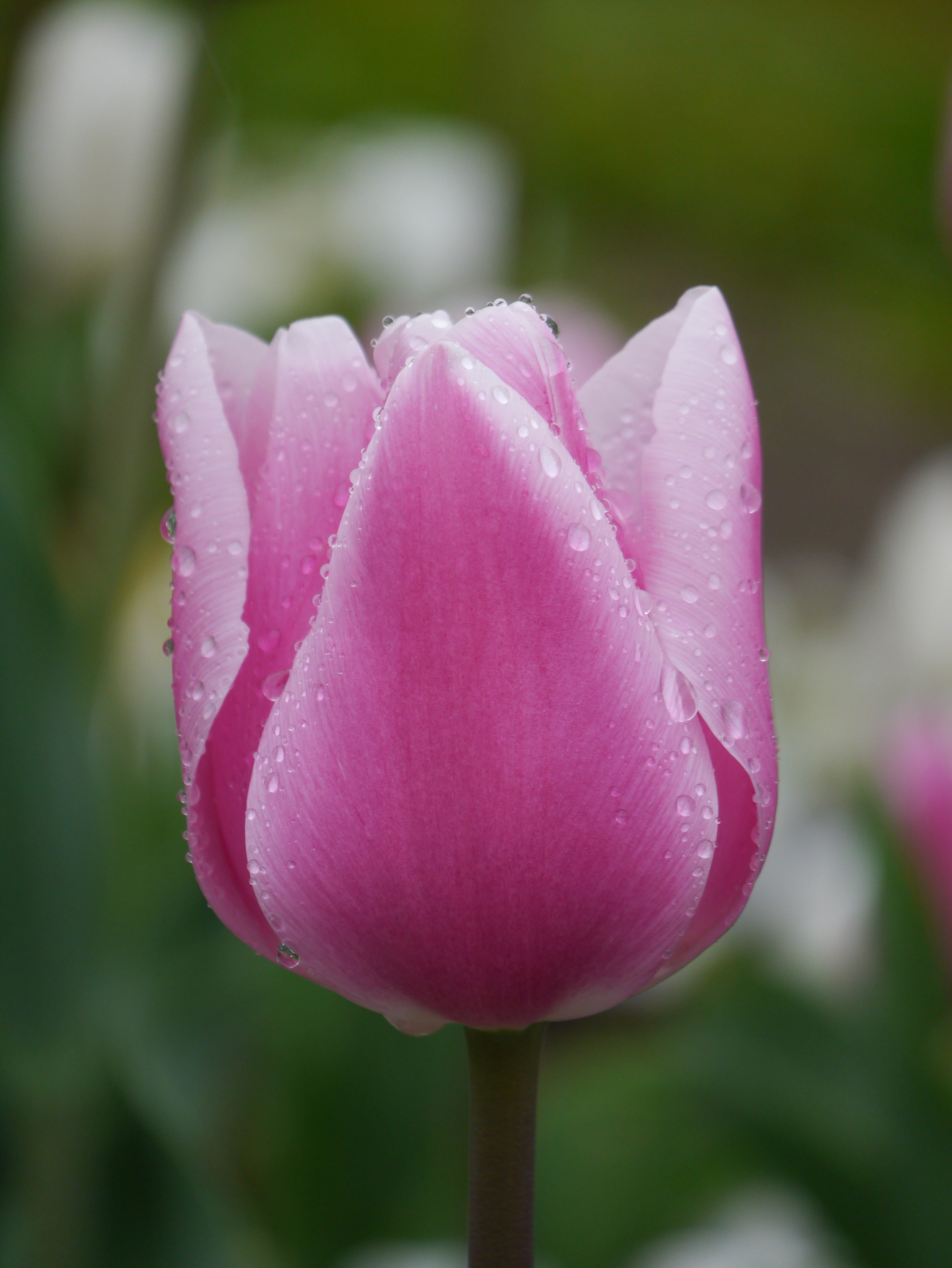 Nahaufnahme der Triumph-Tulpe Gabrielle mit leuchtend rosafarbenen Blütenblättern, weißer Randung und Regentropfen – ideal für Beete, Töpfe und Rabatten im Frühlingsgarten