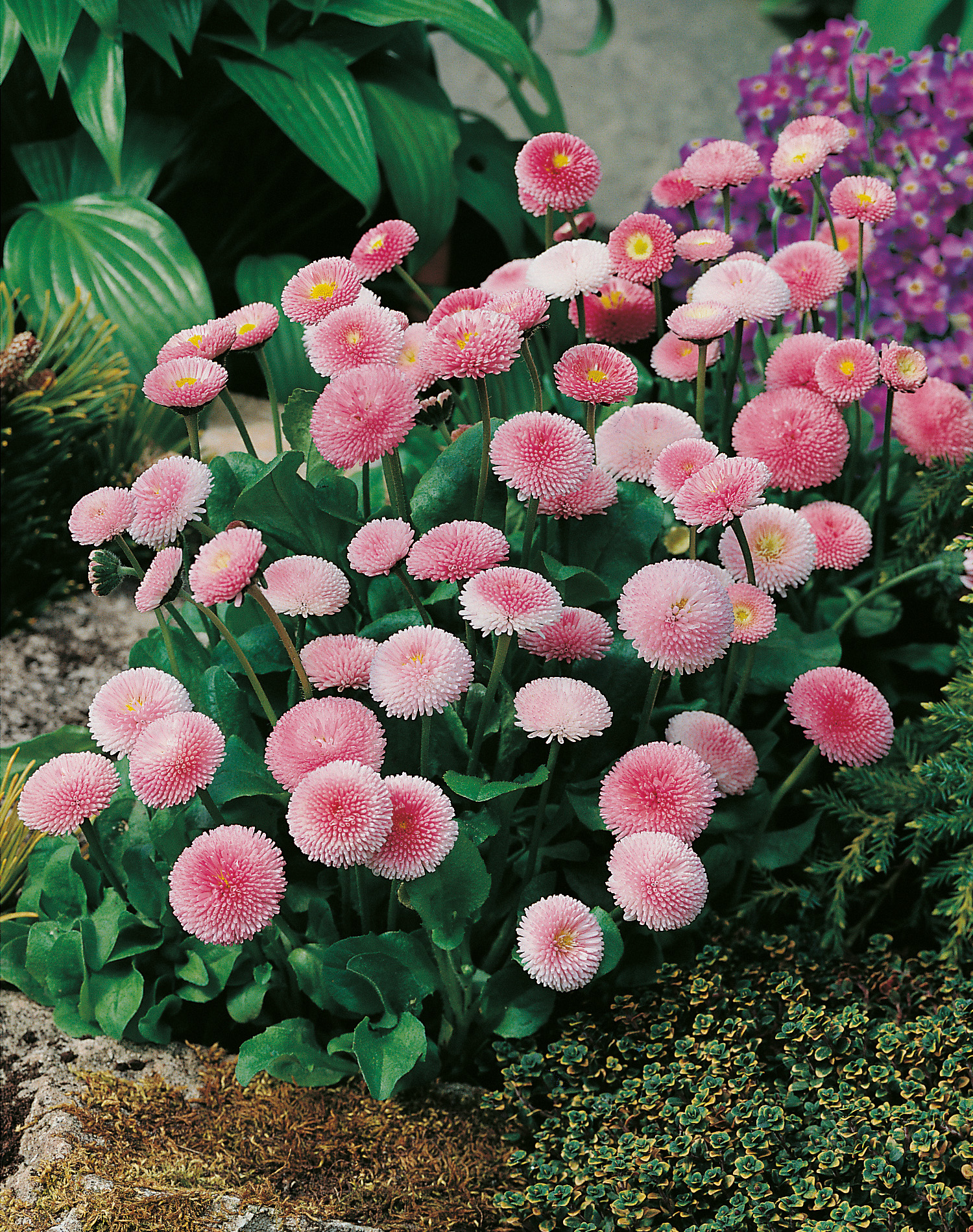 Nahaufnahme rosa Pompon-Gänseblümchen (Bellis perennis) mit runden, dicht gefüllten Blütenköpfen und grünen Blättern, zahlreich blühend in einem Steingartenbeet