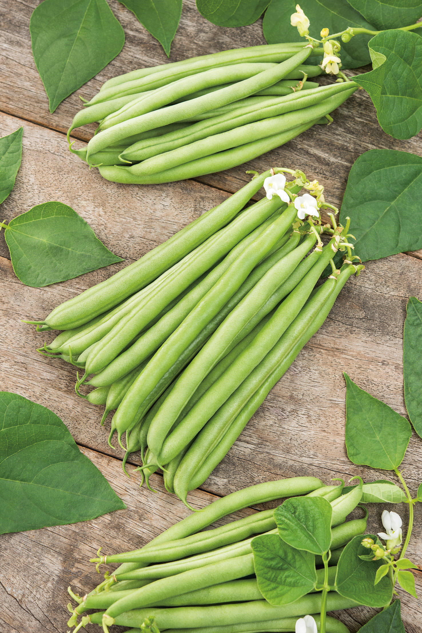 Buschbohnen Maja