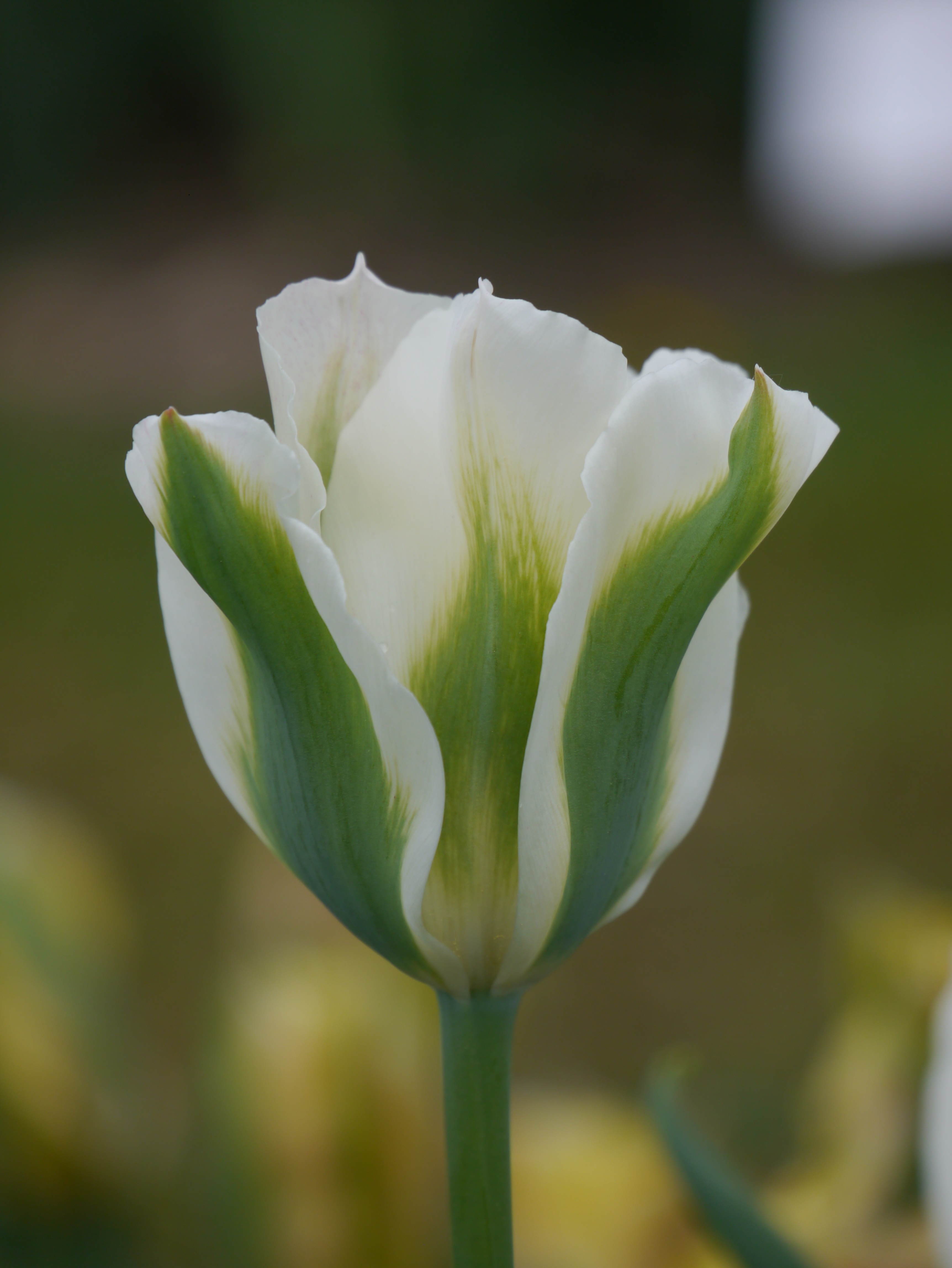 Viridiflora-Tulpen Spring Green