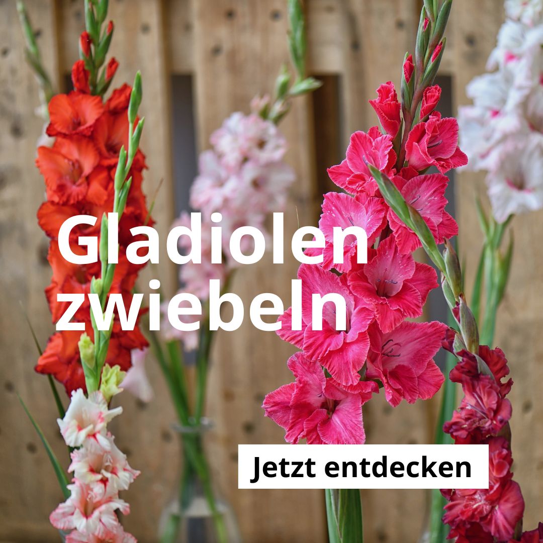Gladiolen