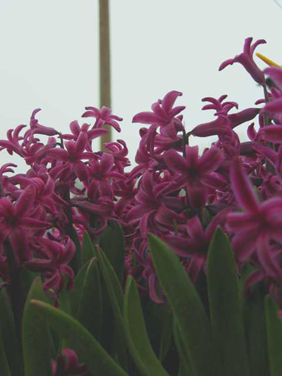 Nahaufnahme purpurroter Multiflora-Hyazinthen Scharlach mit mehreren lockeren Blütenständen und grünen Blättern, ideal für Topfkultur und Freiland