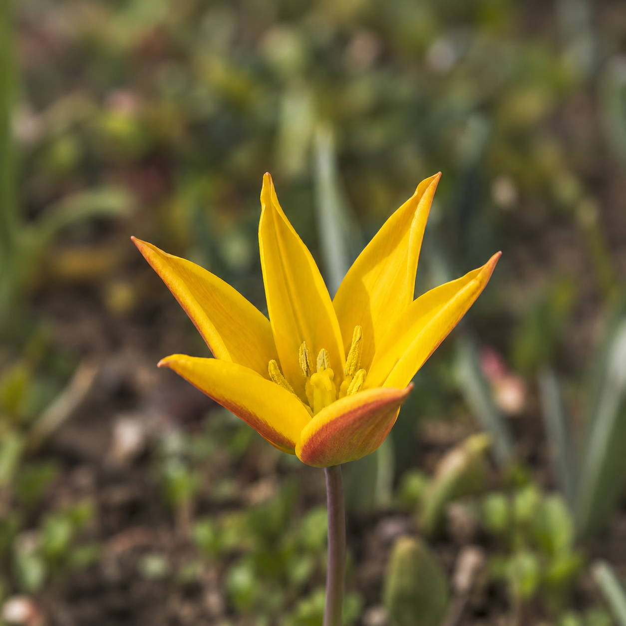 Tulipa kolpakowskiana