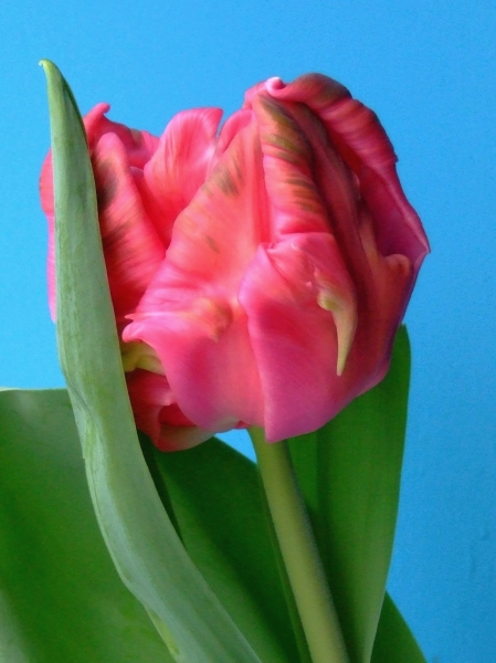 Detailaufnahme einer rosa Tulpe mit üppigen Blütenblättern und grünen Blättern, vor einem blauen Hintergrund.