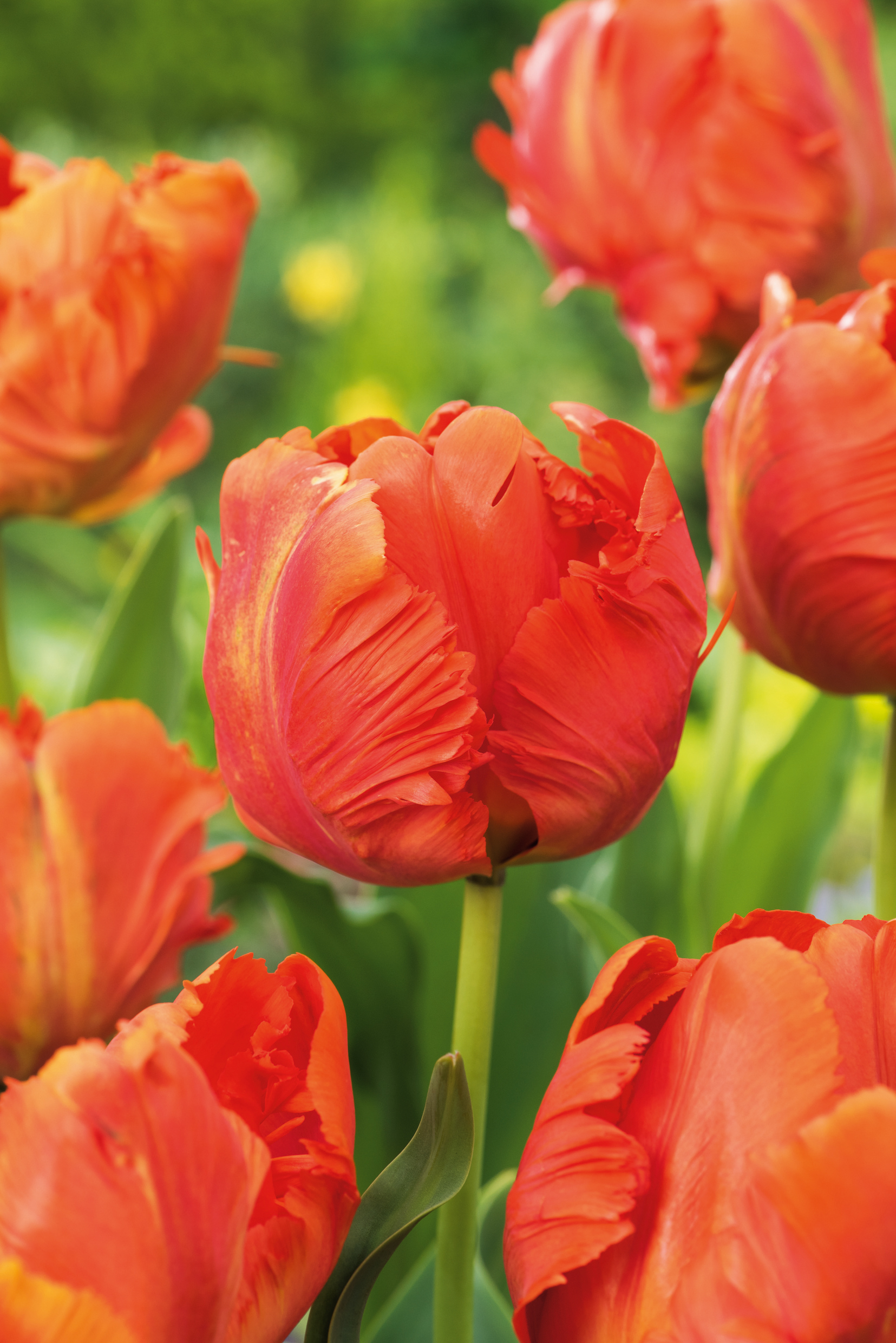 Nahaufnahme roter Papageien-Tulpen mit welligen, gezackten Blütenblättern vor grünem Gartenhintergrund