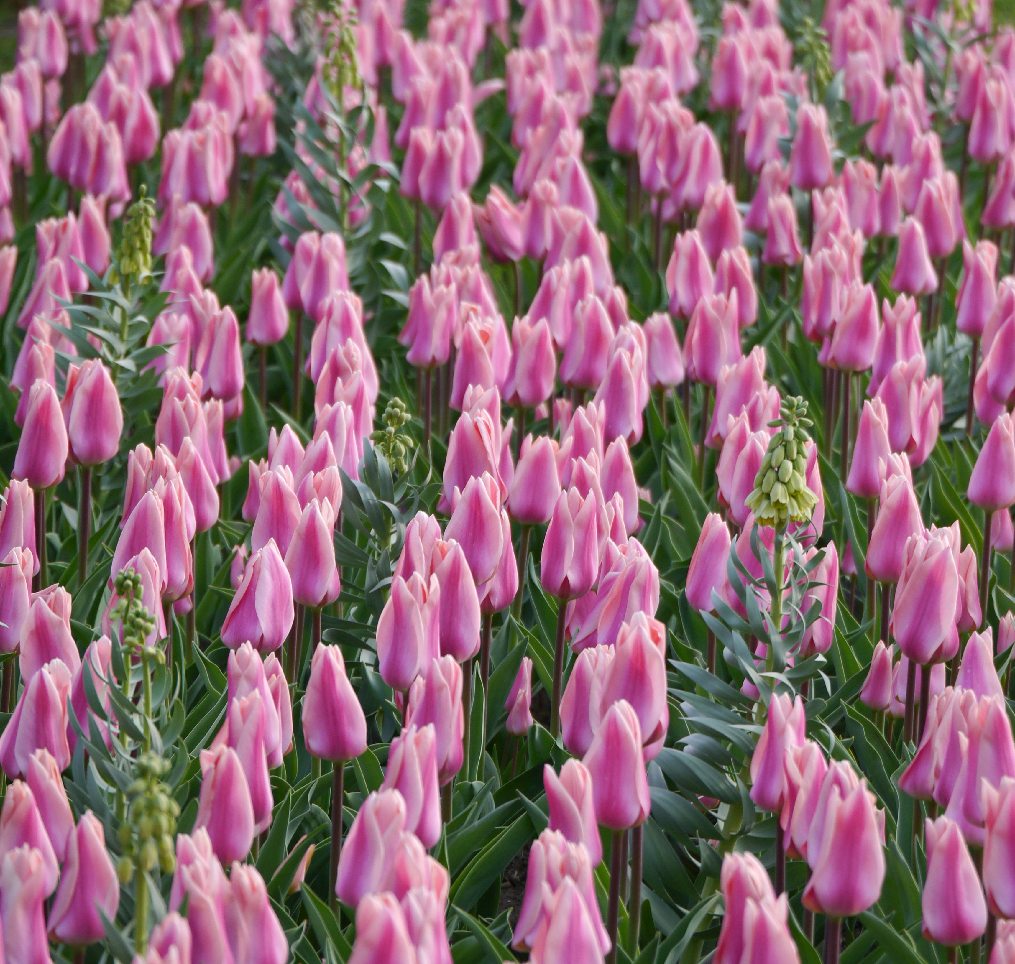 51017_Frühlingsflirt Tag Nahaufnahme eines Feldes mit vielen rosa Tulpenknospen, dicht stehenden Pflanzen und grünem Laub