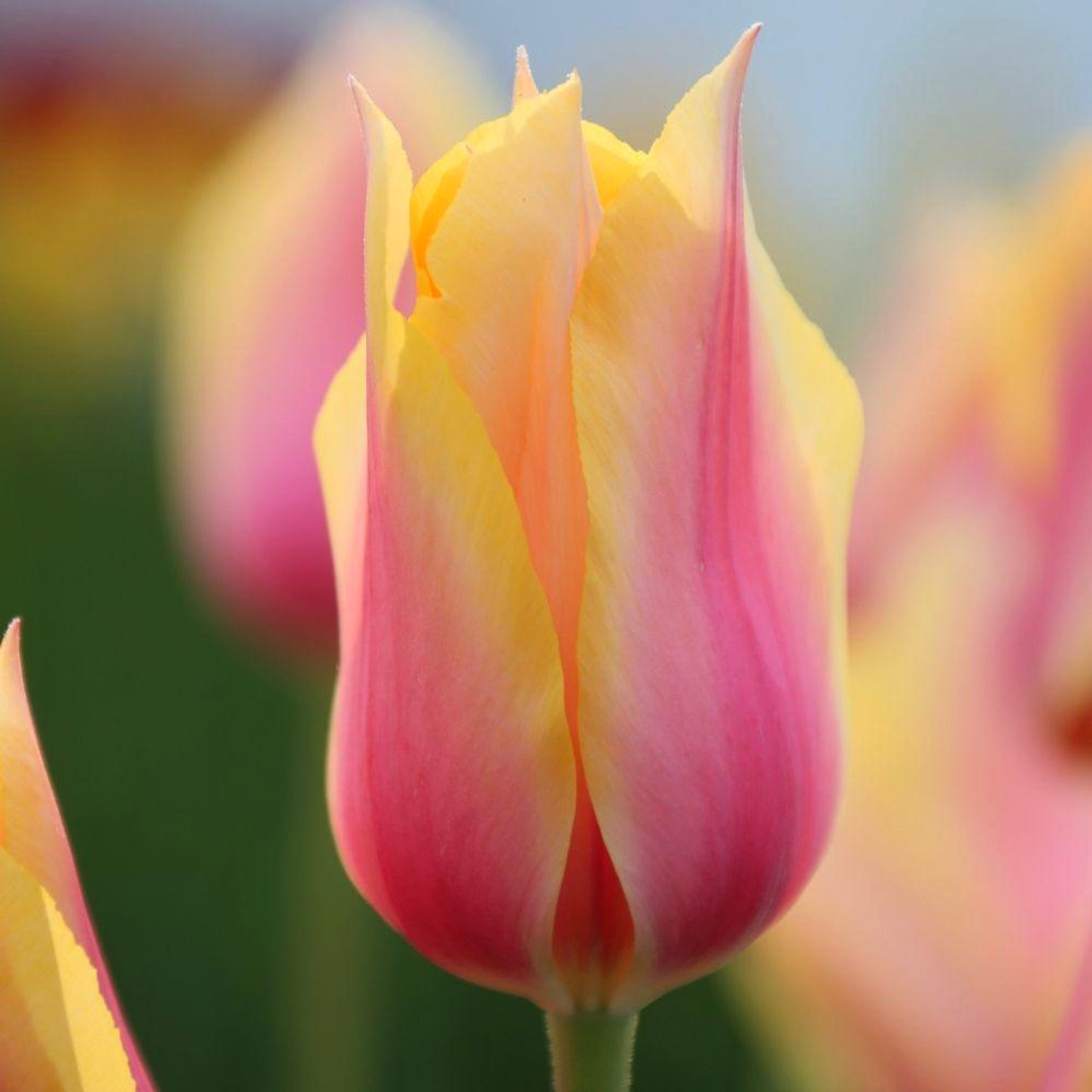 Nahaufnahme der Einfachen späten Tulpe Blushing Beauty mit elegant spitz zulaufender Blüte in Rosa-Gelb und orangegelbem Farbspiel