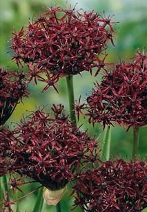 Tiefdunkelrote, kugelige Allium-Zierlauch-Blüten mit sternförmigen Einzelblüten auf langen Stängeln, dekorative Schnittblume für Beete und Vasen