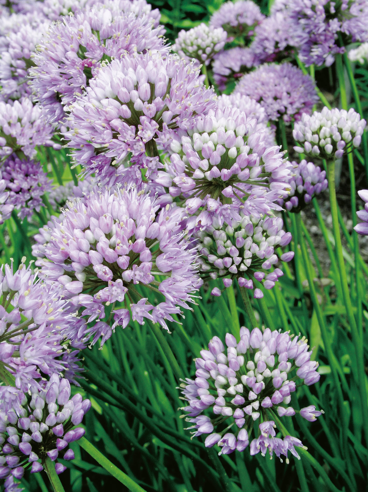 56003_14116650_FM Nahaufnahme von lila Zierlauch (Allium) mit kugeligen Blütenständen und grünen, grasähnlichen Blättern im Beet