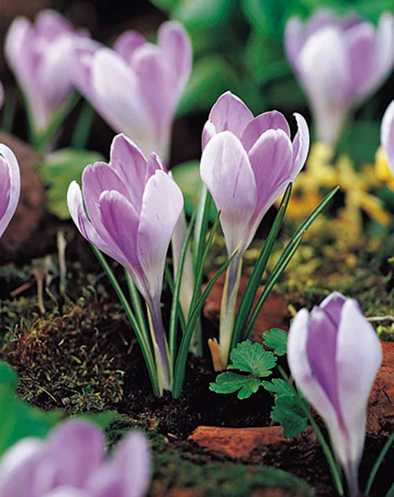 Crocus vernus „Vanguard“ mit zart lila Blüten und violetter Innenseite, ideal für Beet, Topf und Steingarten