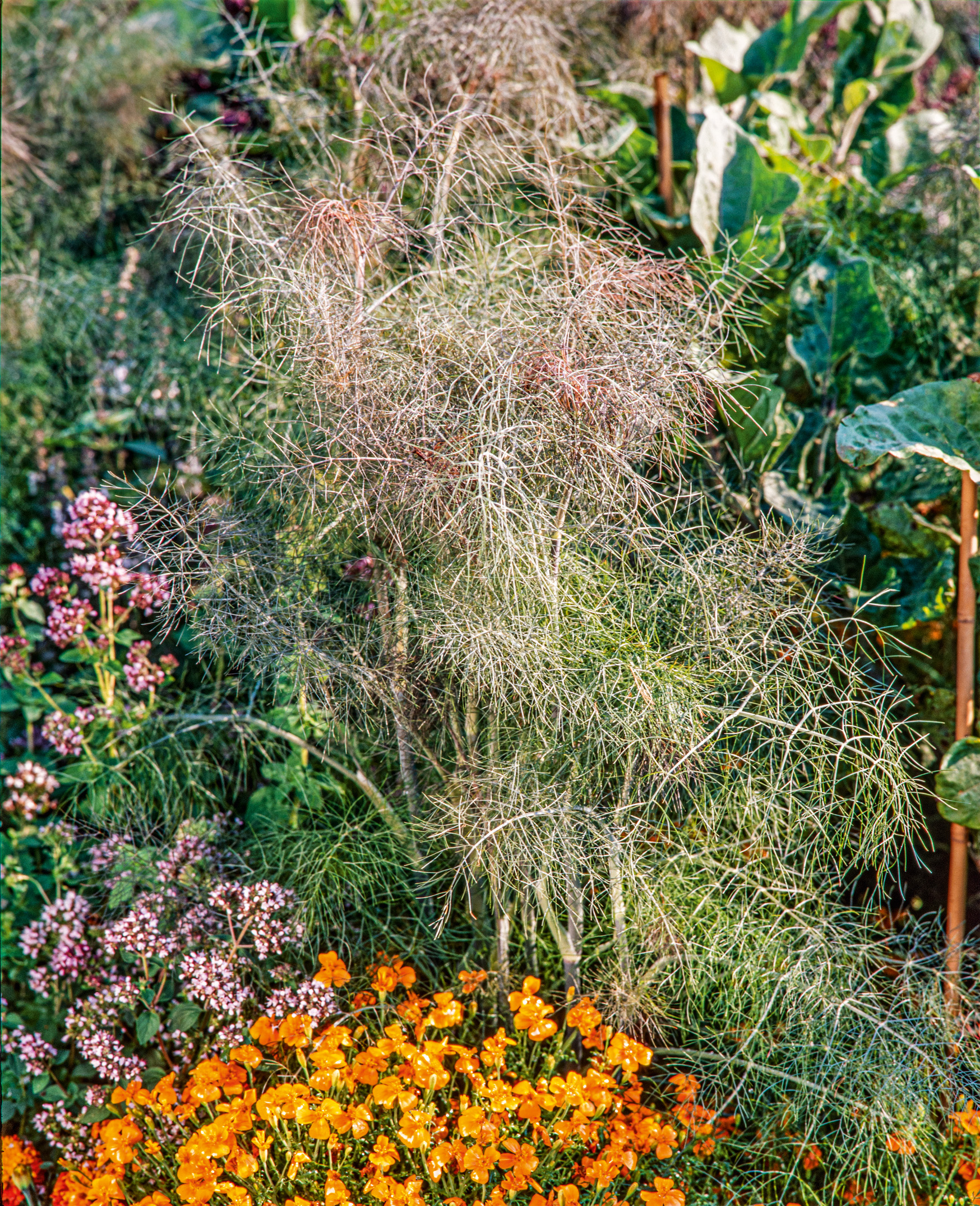 Nahaufnahme eines bunten Gartenbeets: im Hintergrund ein hoher, filigraner, federartiger Strauch mit feinen, haarigen Zweigen; im Vordergrund leuchtend orangefarbene Hornveilchen und links kleine rosa Blüten, umgeben von grünen Blättern.
