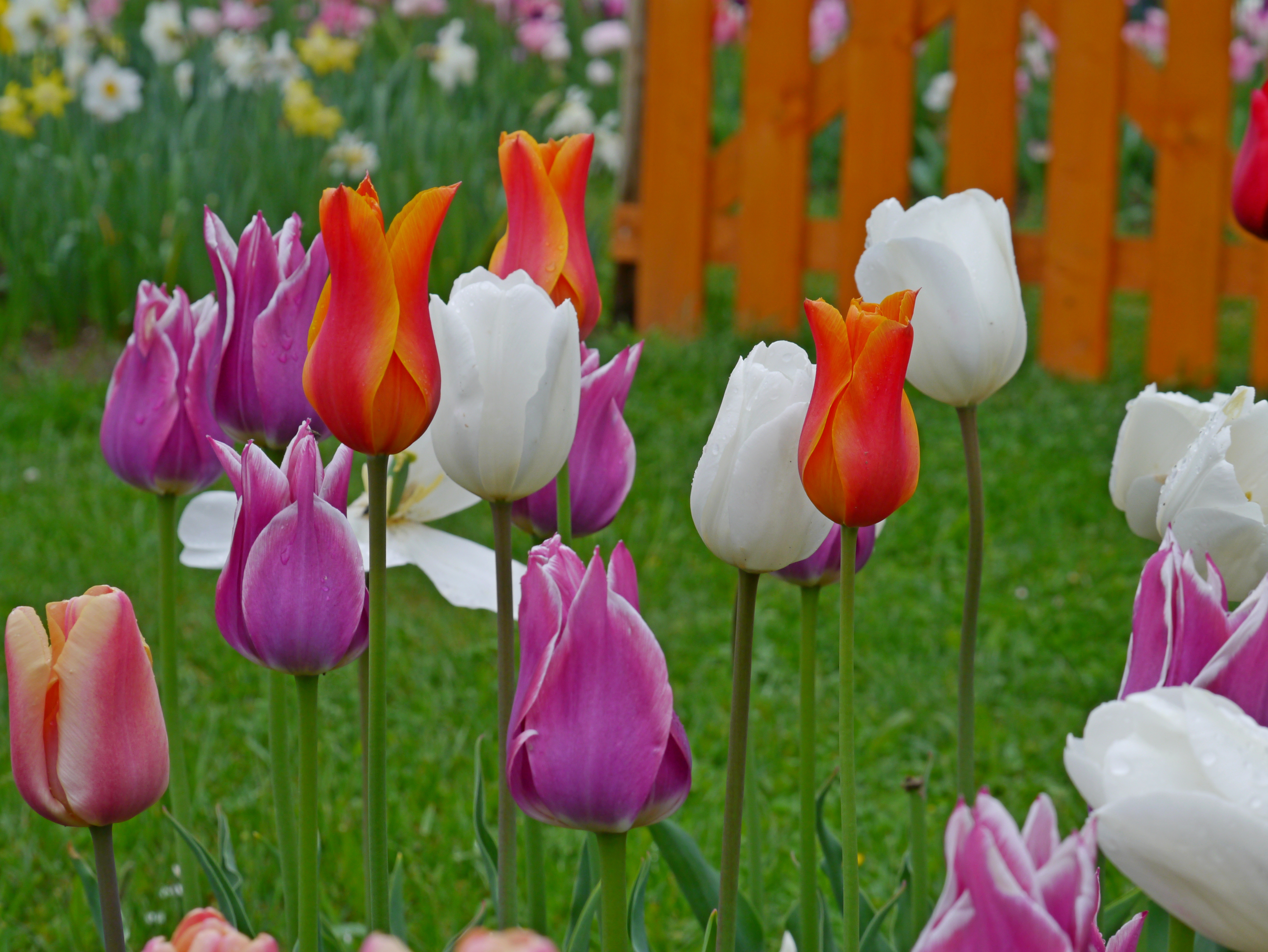 Bunte Tulpen im Garten: rote-orange, weiße und violette Blüten mit Wassertropfen, grüner Rasen und orangefarbener Holzzaun im Hintergrund