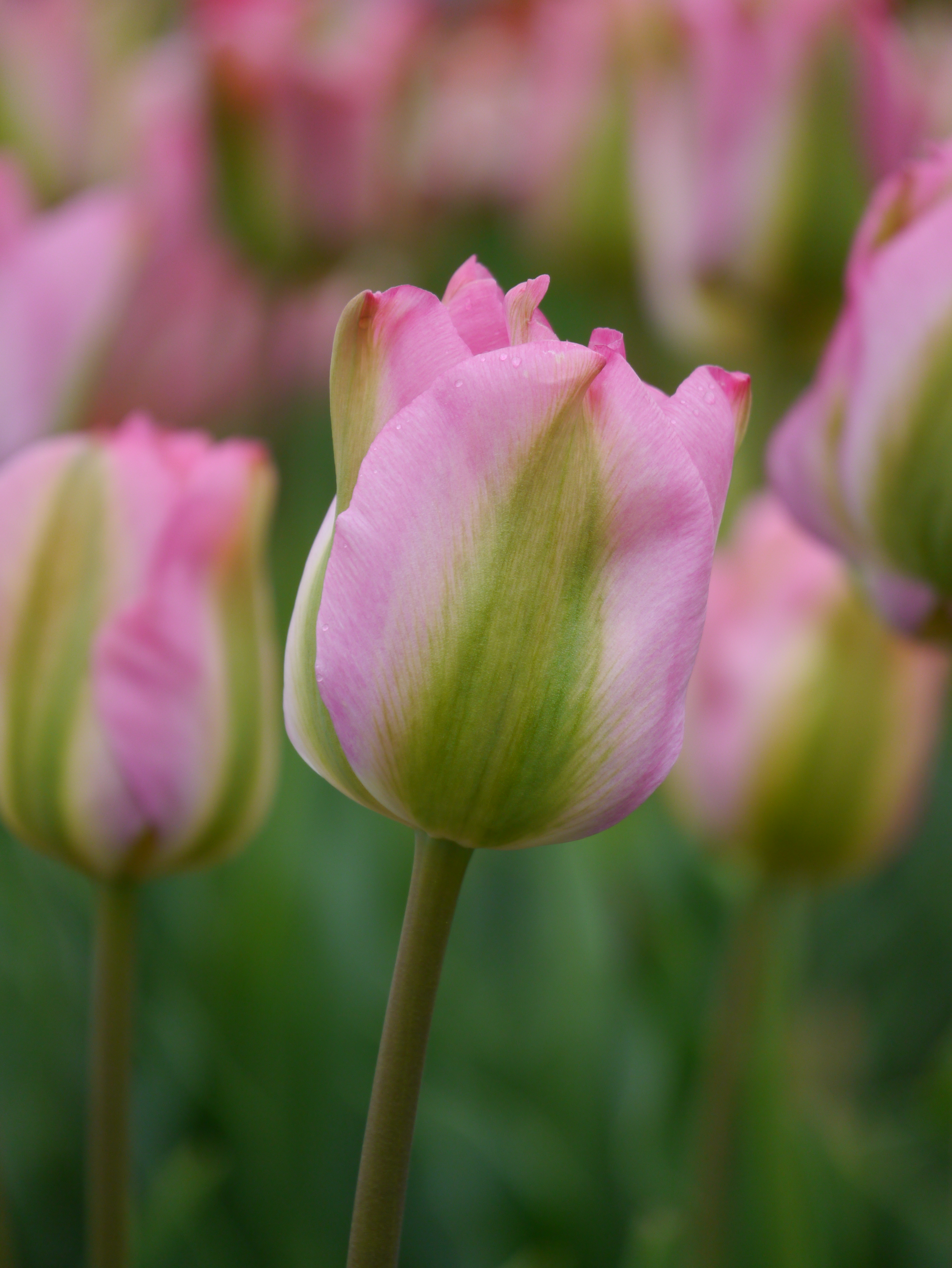 52695_Viridiflora-Tulpen Groenland Nahaufnahme einer rosa-grünen Tulpe mit zarten Tautröpfchen, unscharfer Tulpenhintergrund