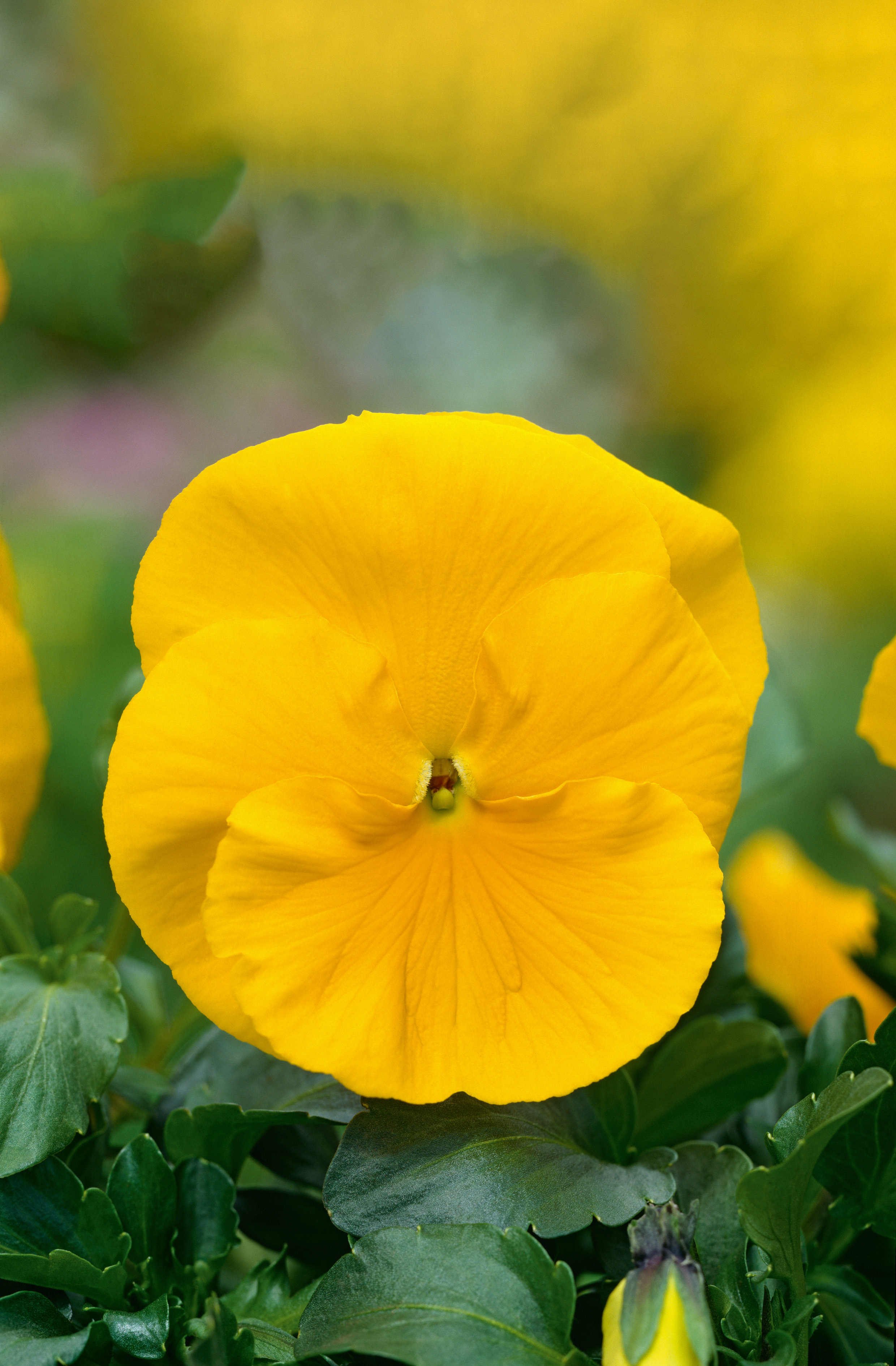 Nahaufnahme einer leuchtend gelben Stiefmütterchen-Blüte mit detaillierten Blütenblättern und grünen Blättern im unscharfen Hintergrund