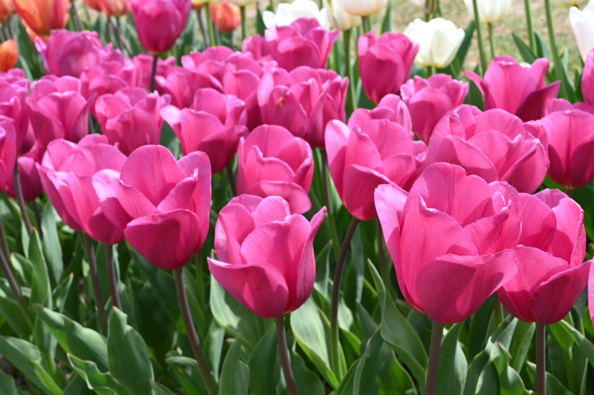 Triumph-Tulpen Carola