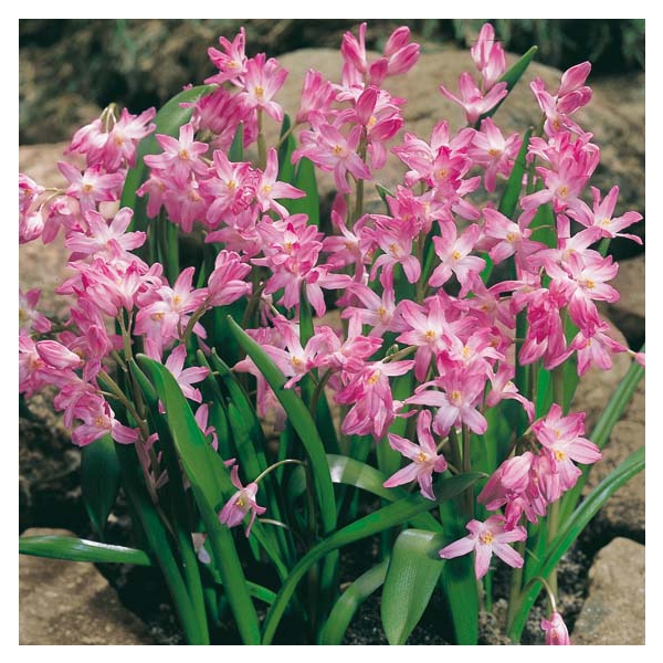 Chionodoxa forbesii Rosea