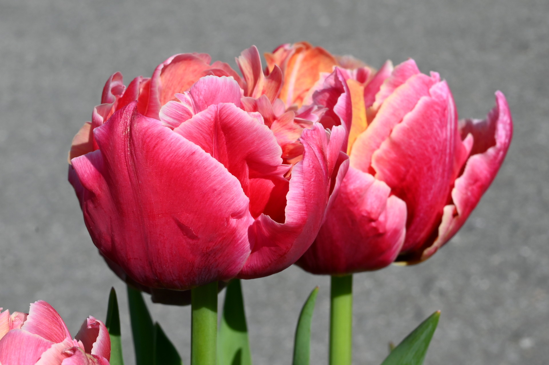 Gefüllte frühe Tulpen Verona Sunrise
