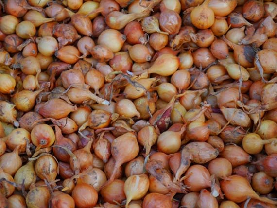 Haufen kleiner Steckzwiebeln mit brauner Pergamenthaut, geeignet als Zwiebelsetzlinge für Garten und Beet