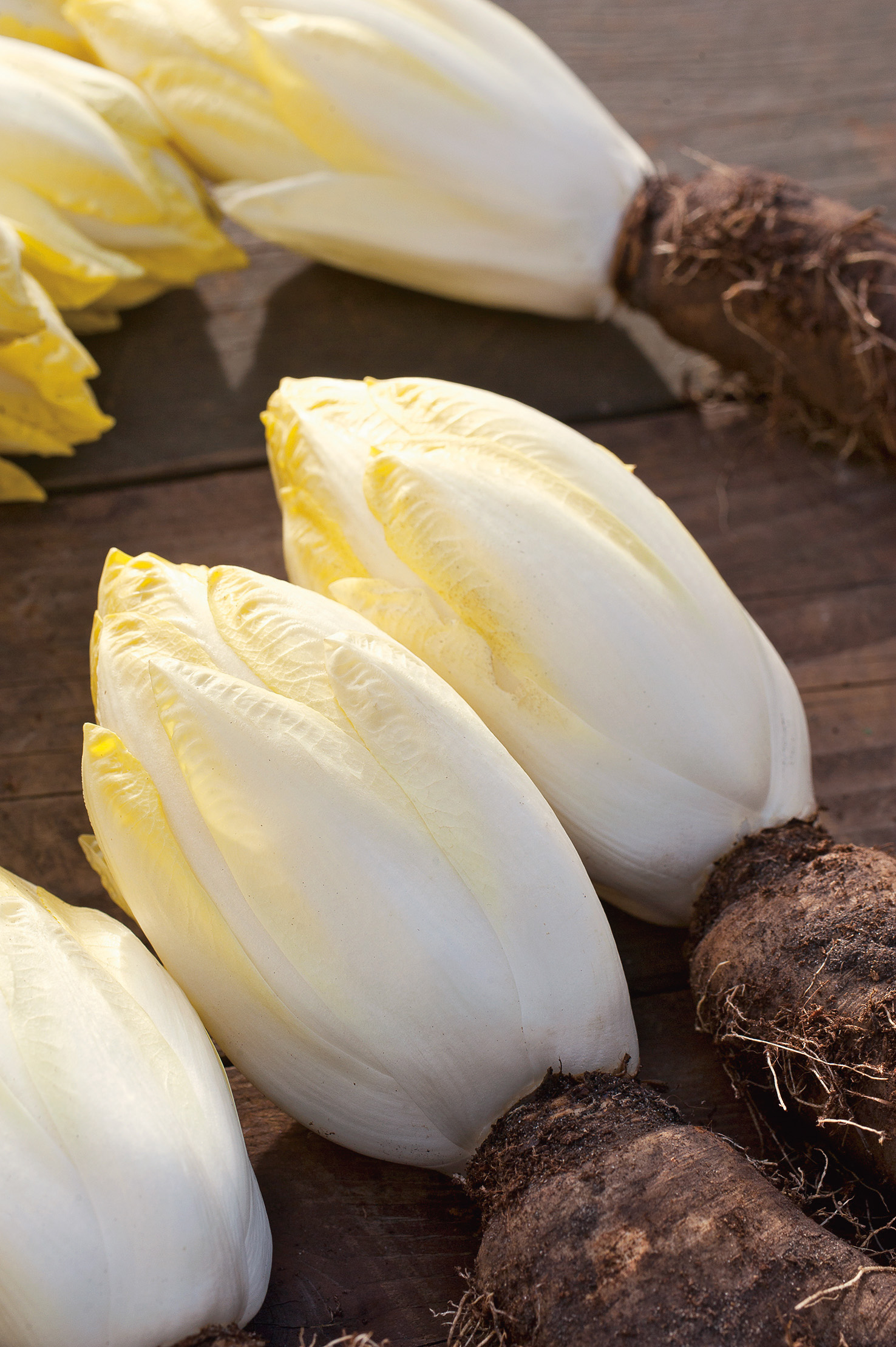 Chicorée Platine F1