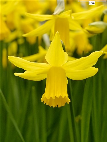 Pseudo-Narcissus obvallaris