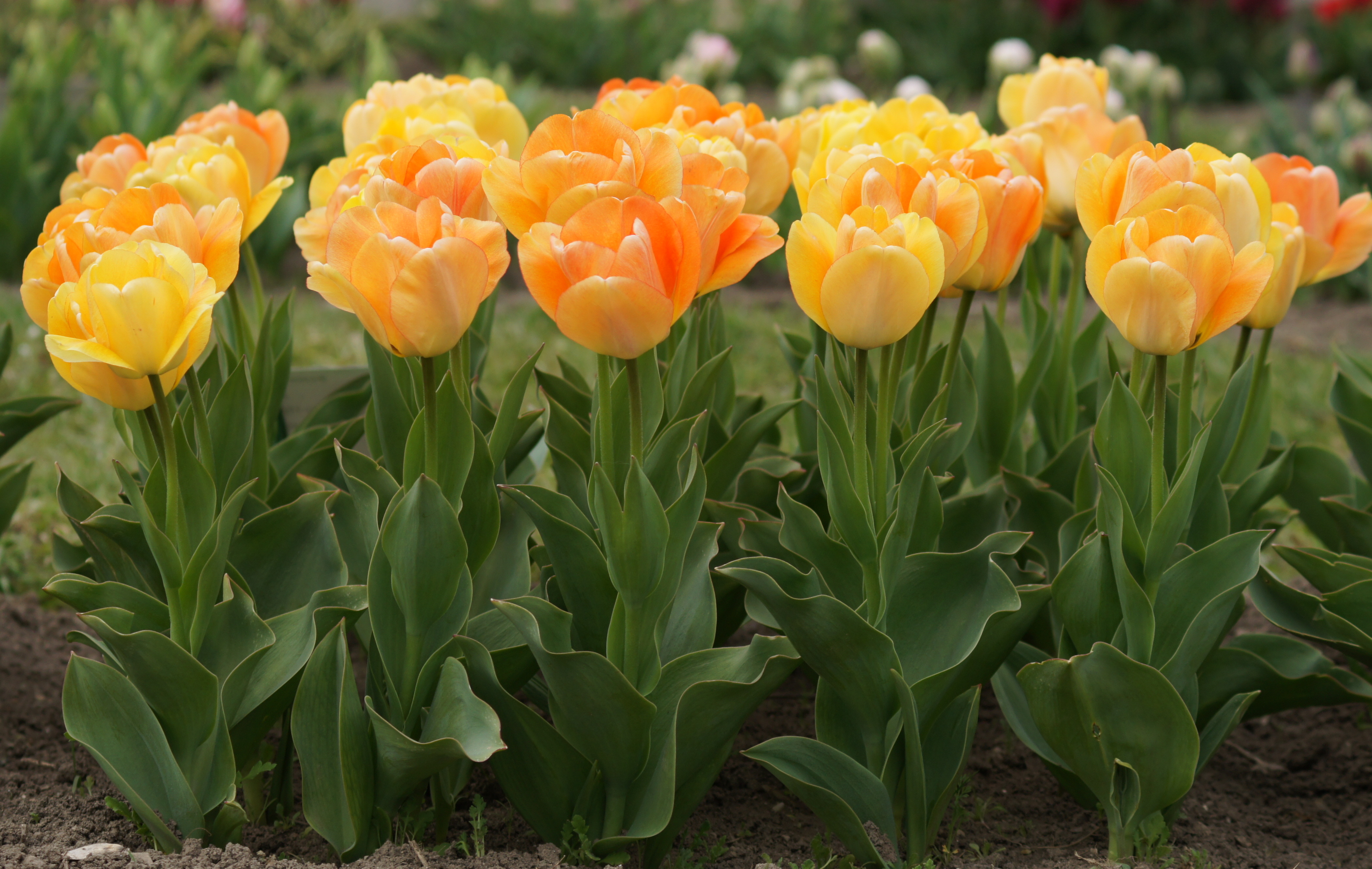 Darwin-Hybrid-Tulpen Daydream