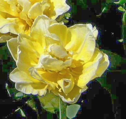 Nahaufnahme einer gelben Rose in voller Blüte vor dunklem Grün
