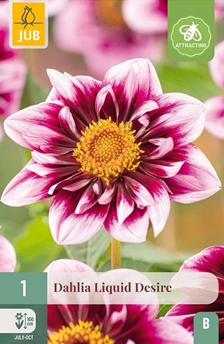 Collarette Dahlie Liquid Desire