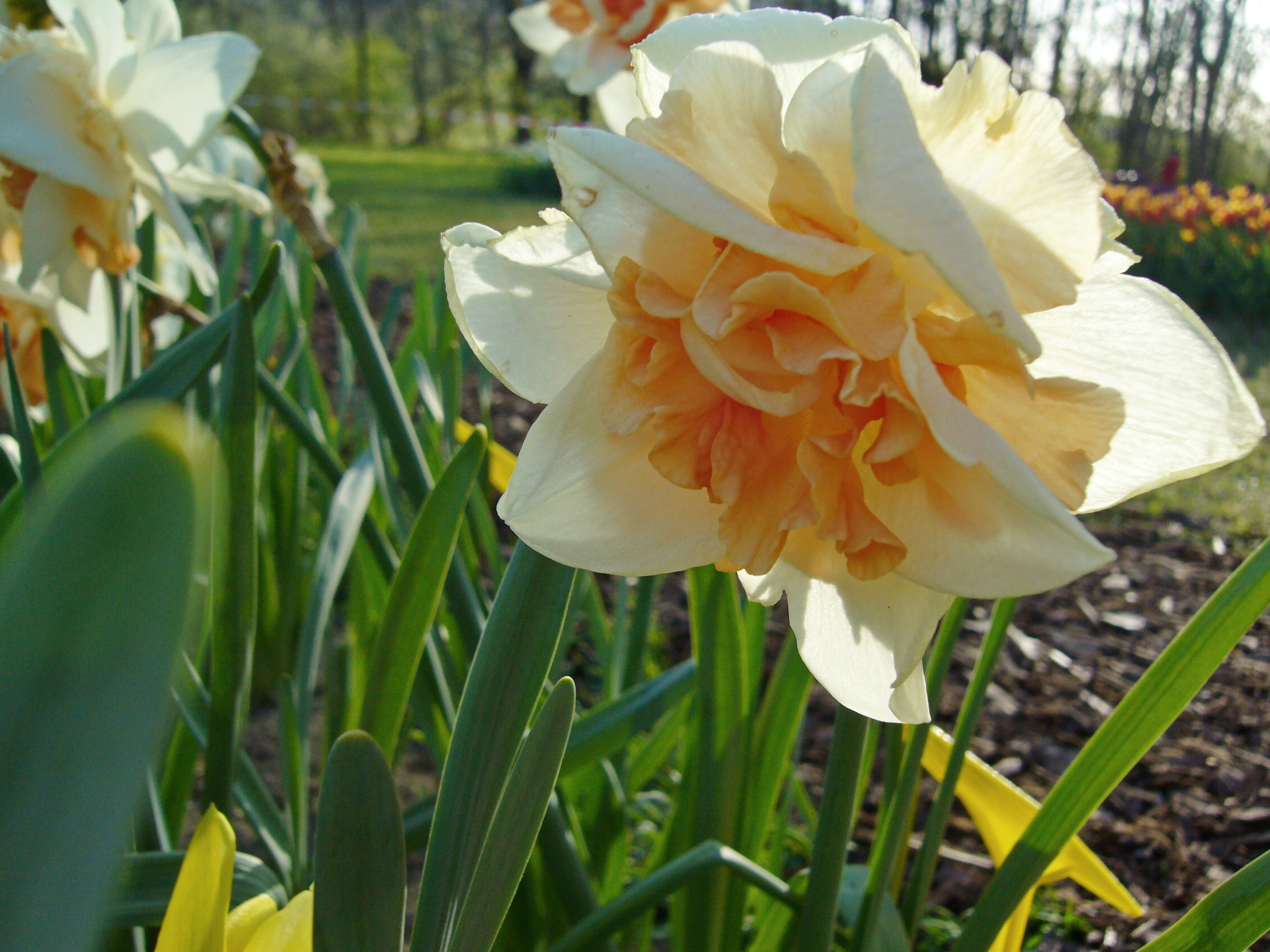 Nahaufnahme der gefüllten Narzisse „Flower Drift“ mit cremeweißen Blütenblättern und orangefarbener Mitte, ideal für Garten, Topf und als Schnittblume.