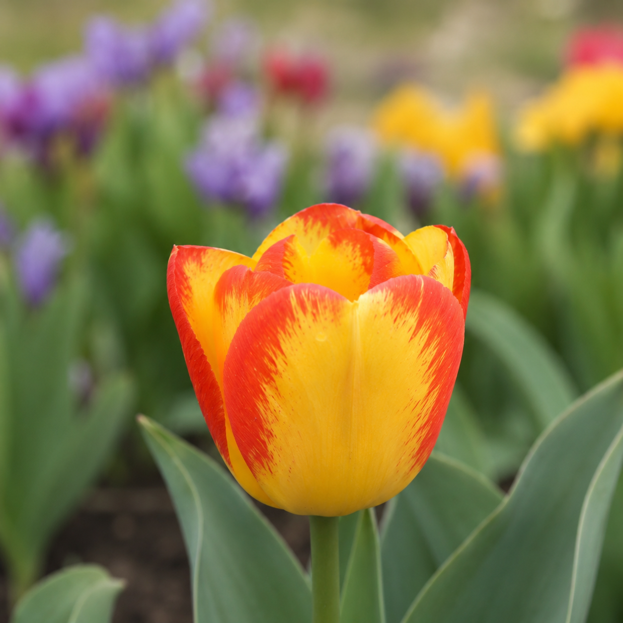 Triumph-Tulpen Outbreak