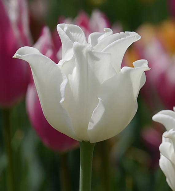 Nahaufnahme einer weißen Triumph-Tulpe White Liberstar mit edler Blütenform – elegante Tulpenzwiebel für Beet und Frühlingsgarten