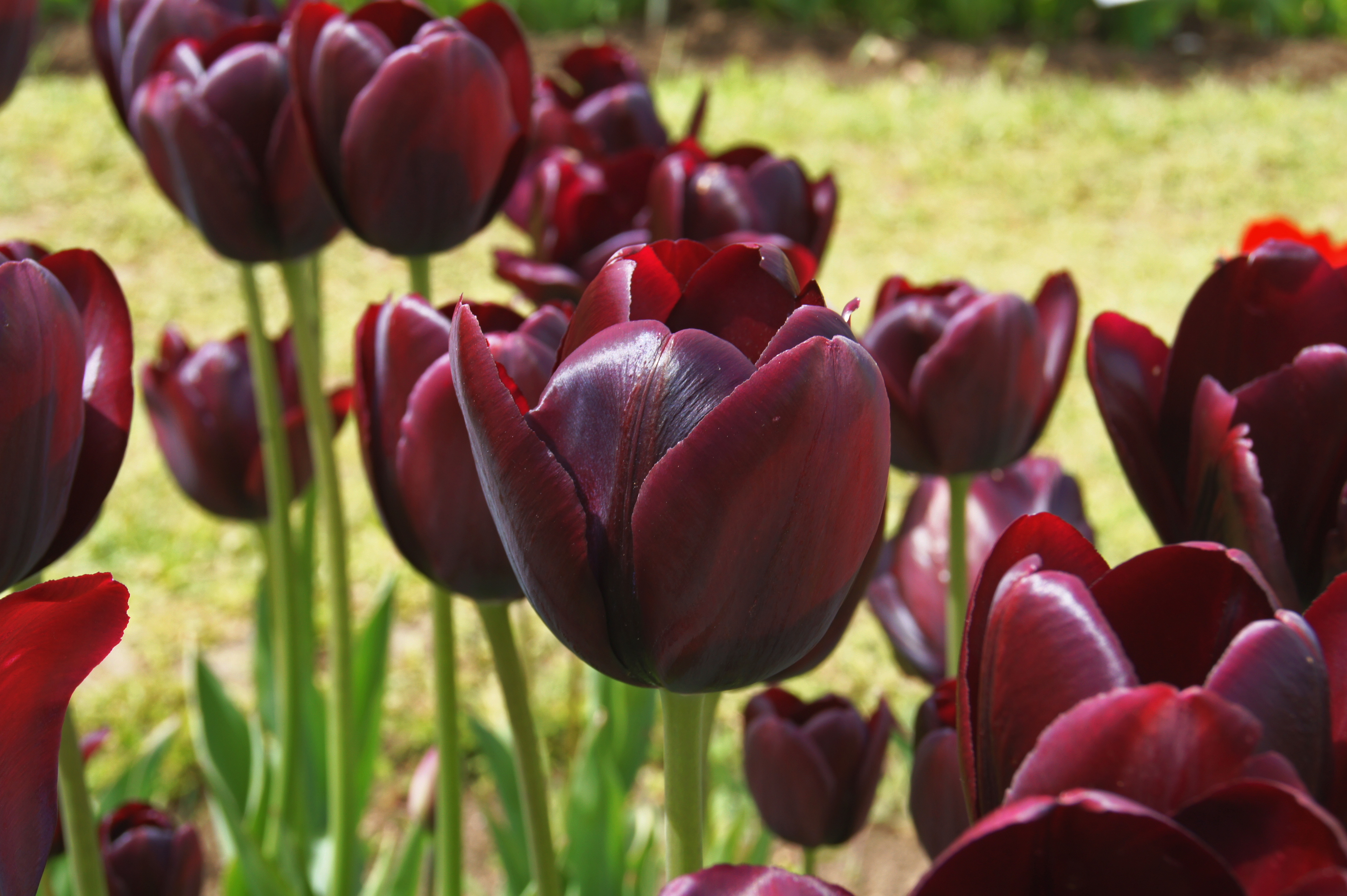 Nahaufnahme von dunkelroten bis burgunderroten Tulpen im Garten, glänzende, fast schwarze Blütenblätter auf grünen Stängeln