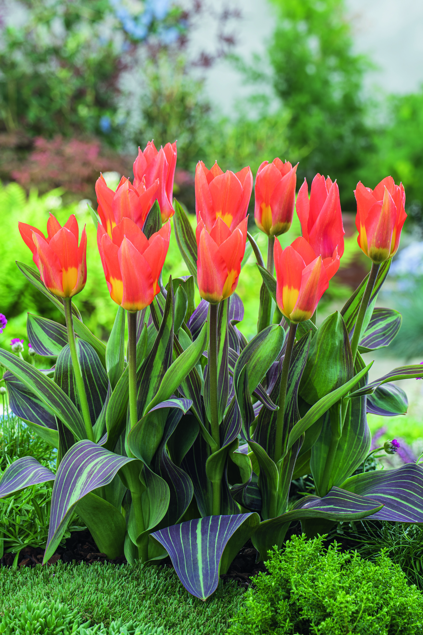 Nahaufnahme mehrerer roter Tulpen mit gelben Innenpartien und grün-violett gestreiften Blättern in einem blühenden Gartenbeet