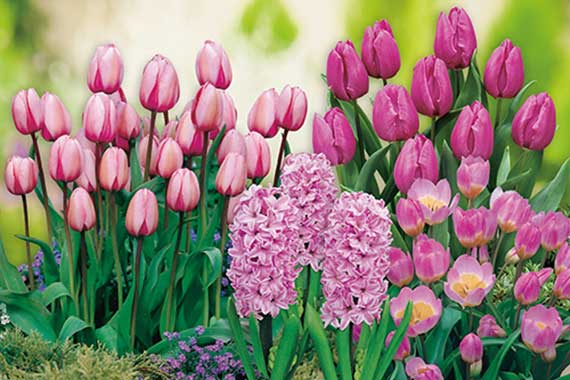 Mix Rosa Garten-8357_FM Nahaufnahme von rosa Tulpen und hellrosa Hyazinthen, dicht gepflanzt in einem sonnigen Gartenbeet