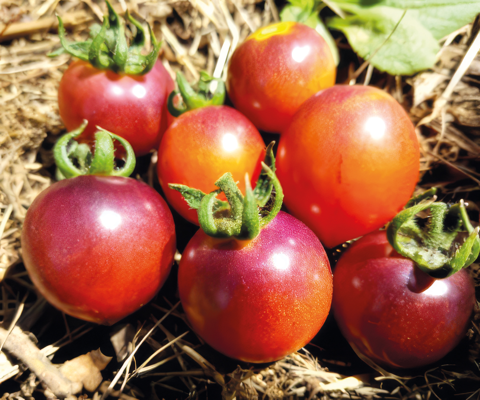 Cocktailtomate Brown Berry