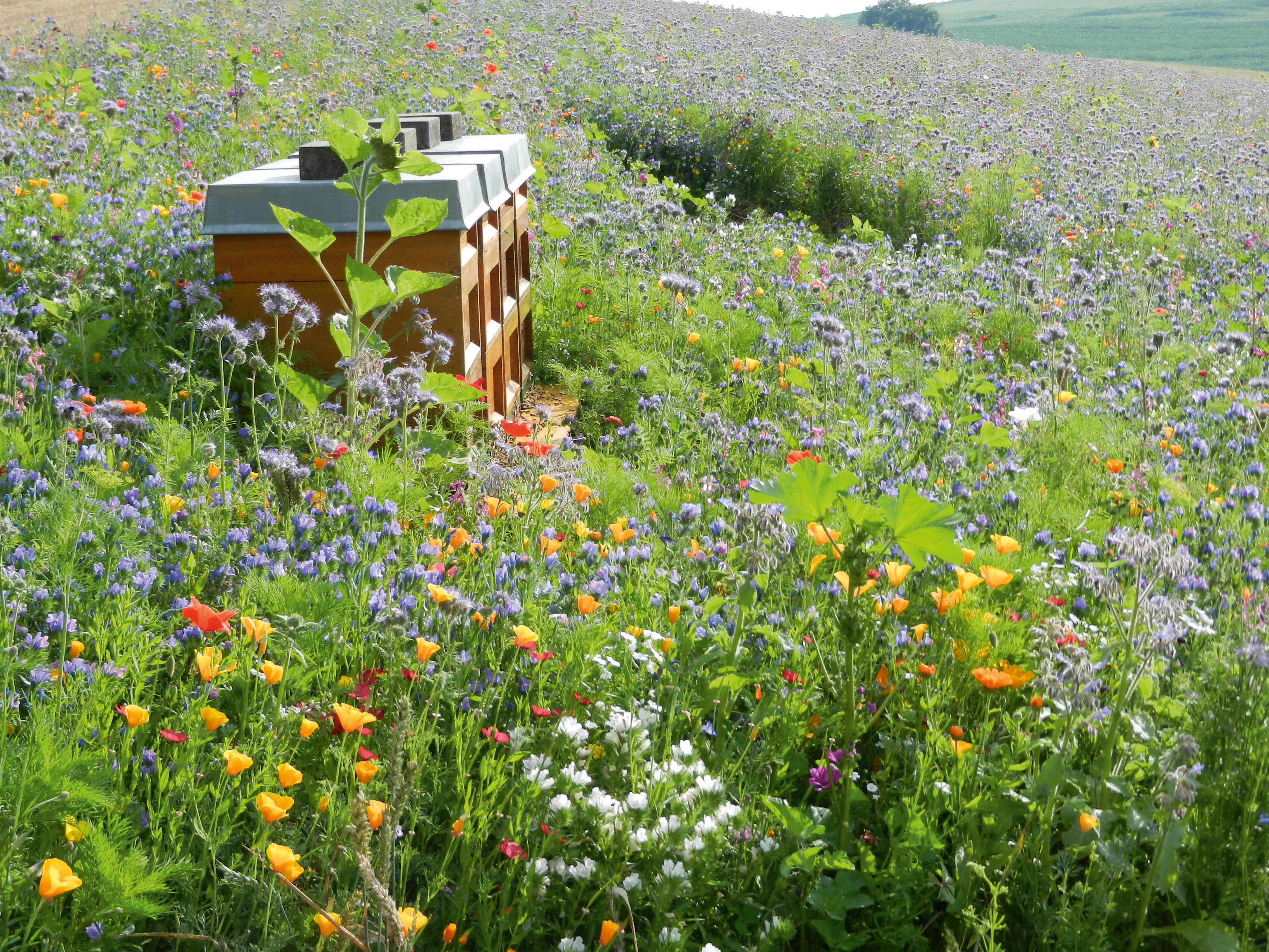 Holz-Bienenstock auf einer farbenfrohen Wildblumenwiese mit gelben, roten, violetten und weißen Blüten, Bienenweide im Sommer und nachhaltiger Lebensraum für Bestäuber.