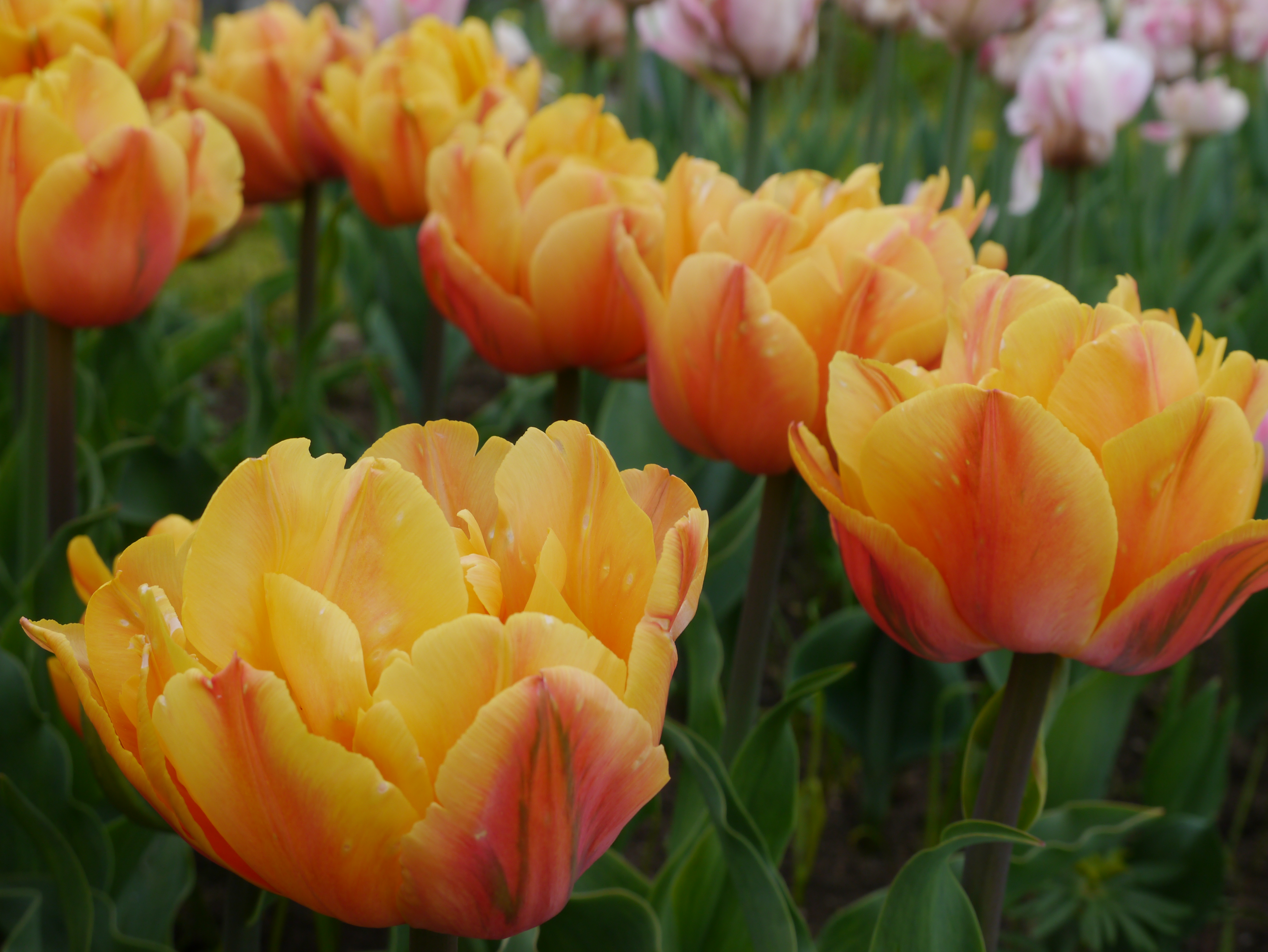 Nahaufnahme mehrerer gelb-orange Tulpen im Beet mit grünen Blättern und unscharfem Hintergrund